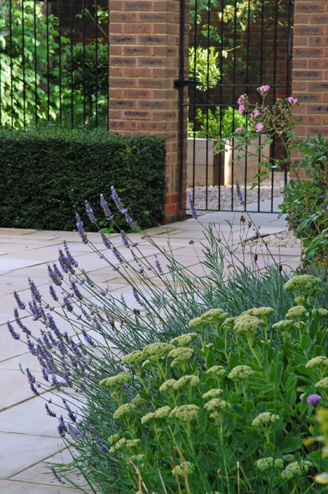 Lavender and sedum in the front garden